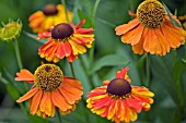 HELENIUM MOERHEIM BEAUTY