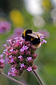 BEE ON VERBENA BONARIENSIS