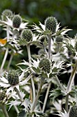 ERYNGIUM OLIVERIANUM