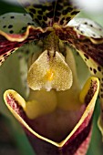 PAPHIOPEDILUM WALTERIANUM,  ORCHID