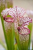 SARRACENIA LEUCOPHYLLA