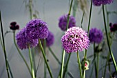 ALLIUM GIGANTEUM