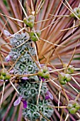 STACHYS AND ALLIUM CHRISTOPHII SEED HEADS