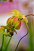 SARRACENIA RUBRA SSP. ALABAMENSIS,  SWEET TRUMPET PITCHER