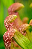 SARRACENIA X WRIGLEYANA