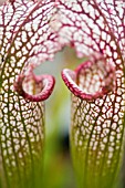 SARRACENIA LEUCOPHYLLA