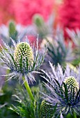 ERYNGIUM ALPINUM ORION