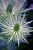 ERYNGIUM ALPINUM BLUE STAR