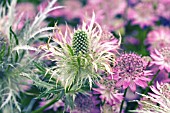 ERYNGIUM BOURGATII GRAHAM STUART THOMAS AND ASTRANTIA MAJOR CLARET