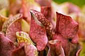 SARRACENIA PURPUREA SUBSP. VENOSA,  THE HUNTSMANS HORN,  PITCHER PLANT