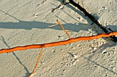 RED ROOT IN THE SAND,  MALDIVES