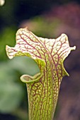 SARRACENIA OREOPHILA X LEUCOPHYLLA,  PITCHER PLANT