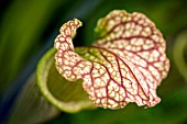 SARRACENIA OREOPHILA X LEUCOPHYLLA,  PITCHER PLANT