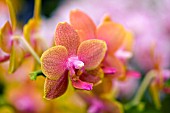 PHALAENOPSIS BROTHER SARA GOLD