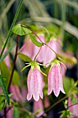 CAMPANULA TAKESIMANA ELIZABETH