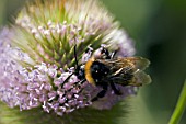 BEE ON DIPSACUS FULLONUM,  TEASEL