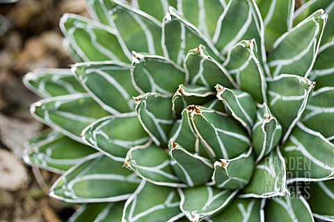 AGAVE_VICTORIAE_REGINAE_T_MOORE