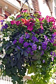 HANGING BASKET WITH PETUNIAS