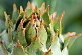 CYNARA CARDUNCULUS,  CARDOON