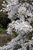 MAGNOLIA STELLATA