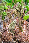 GUNNERA MANICATA,  MAY