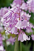 HYACINTHOIDES HISPANICA ROSABELLA,  BLUEBELL