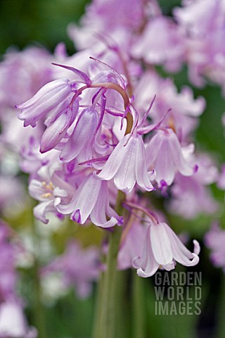 HYACINTHOIDES_HISPANICA_ROSABELLA__BLUEBELL