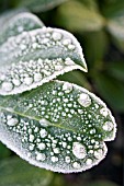 PRUNUS LAUROCERASUS,  LAUREL WITH FROST