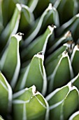 AGAVE VICTORIAE REGINAE T. MOORE