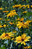 HELIOPSIS SUMMER SUN