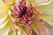 CLOSE UP OF DAHLIA