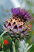 CYNARA CARDUNCULUS,  CARDOON