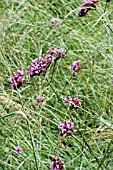 VERBENA BONARIENSIS AND ERAGROSTIS,  LOVE GRASS