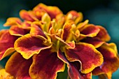 TAGETES PATULA DURANGO RED,  MARIGOLD