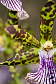 ZYGOPETALUM WARRINGAL WONDER