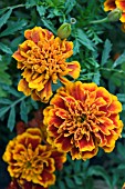 TAGETES PATULA DURANGO RED,  MARIGOLD