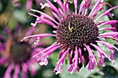 MONARDA FISTULOSA,  WILD BERGAMOT