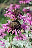 MONARDA FISTULOSA,  WILD BERGAMOT