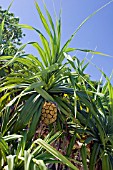 PANDANUS TECTORIUS,  SCREW PINE