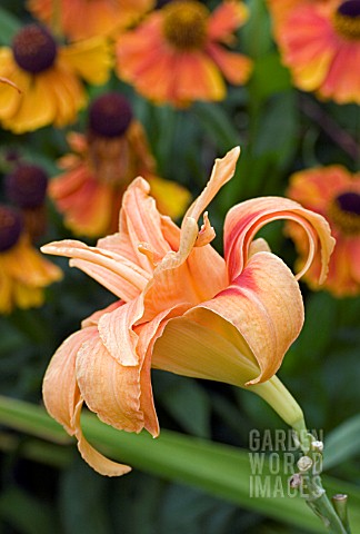 HEMEROCALLIS__DAY_LILY