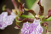 ZYGOPETALUM JOHN BANKS X ODONTIODA INGMAR