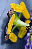 PASSIFLORA CAERULEA,  UNDERSIDE