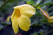 ALLAMANDA CATHARTICA,  COMMON ALLAMANDA,  GOLDEN TRUMPET