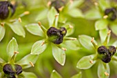 EUCOMIS SEED HEADS CLOSE UP,  PINEAPPLE LILY