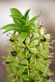 EUCOMIS FLOWER TURNING TO SEED,  PINEAPPLE LILY