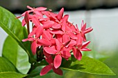 IXORA COCCINEA,  JUNGLE GERANIUM,  FLAME OF THE WOODS