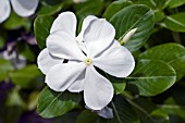 CATHARANTHUS ROSEUS,  MADAGASCAN PERIWINKLE