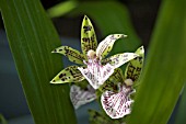 ZYGOPETALUM ADELAIDE CHARMER TIGER STRIPES