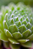 SEMPERVIVUM FUNKII