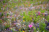 FRENCH WILDFLOWER MEADOW